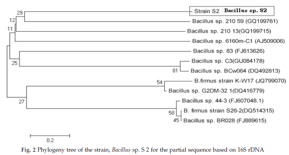 icontrolpollution-Phylogeny-tree-strain