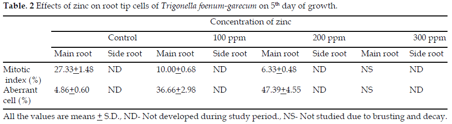 icontrolpollution-root-Trigonella-growth