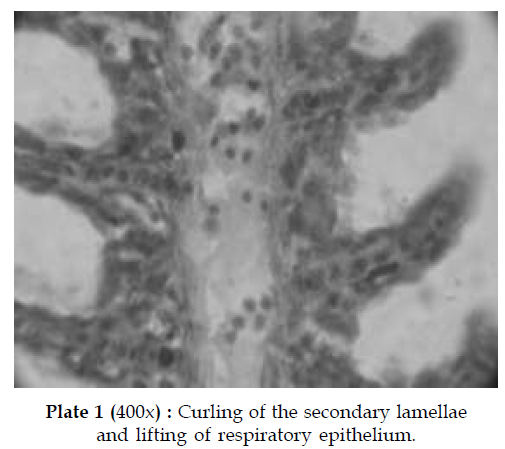 icontrolpollution-secondary-lamellae